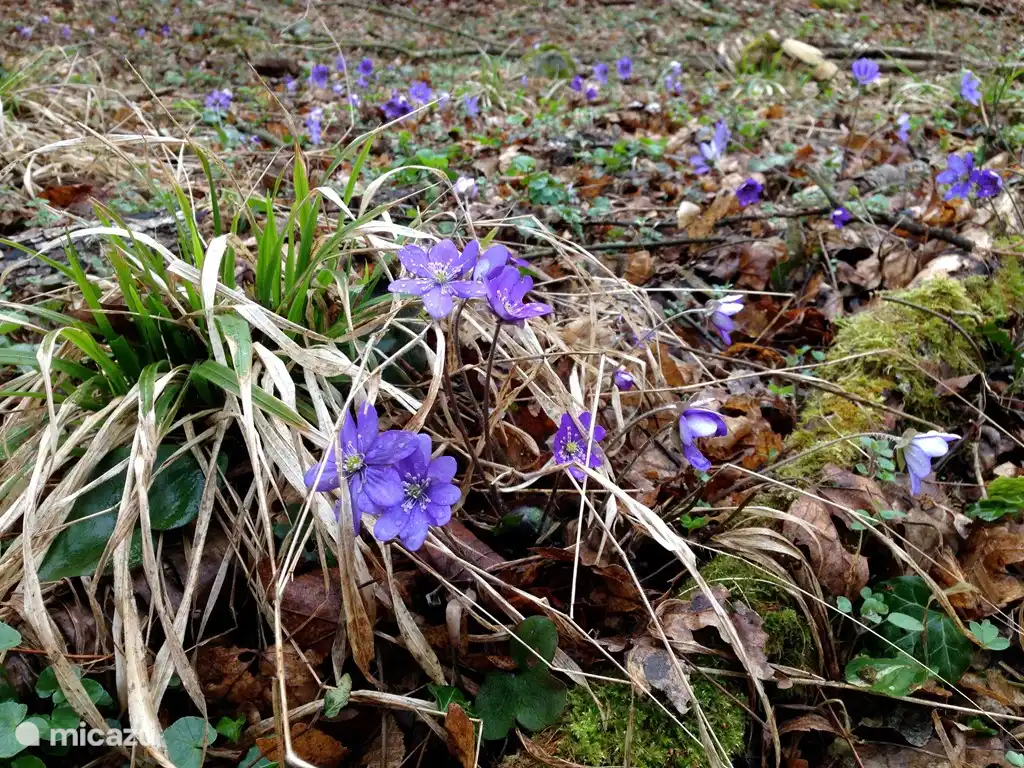 Spaziergänge können zu jeder Jahreszeit rund um das Dorf unternommen werden. Dies war ein Frühlingsspaziergang Ende März 2015, mit den typischen blauen Blumen, die dann am Bach im Wald blühen.