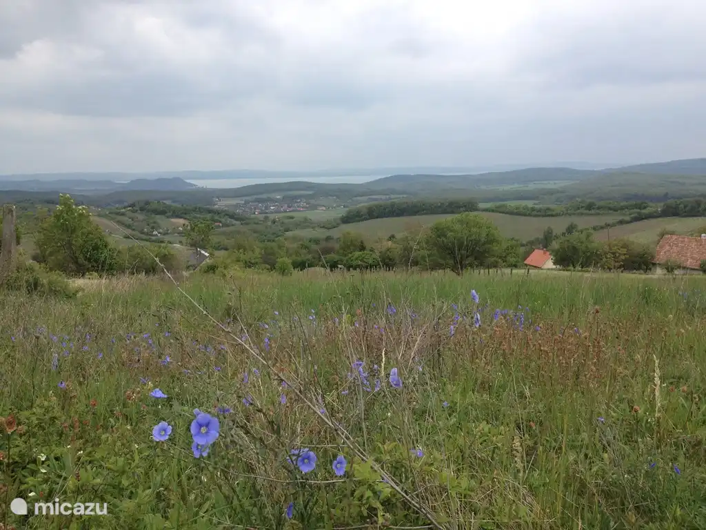 Ein Spaziergang im Mai. Sie gehen den Hügel hinauf und werden von einer wunderschönen Aussicht über den Plattensee überrascht.