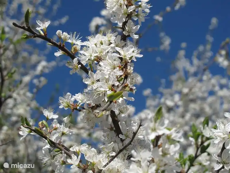 Die Natur in Ungarn ist der in Westeuropa sehr ähnlich, aber es gibt oft kleine Überraschungen in der Flora und Fauna! Im Frühling auf dem Rücken unter einem Baum in den Hügeln liegen... wunderschön!