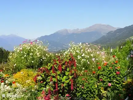 Blumen, Blumen überall, mit Bergen im Hintergrund