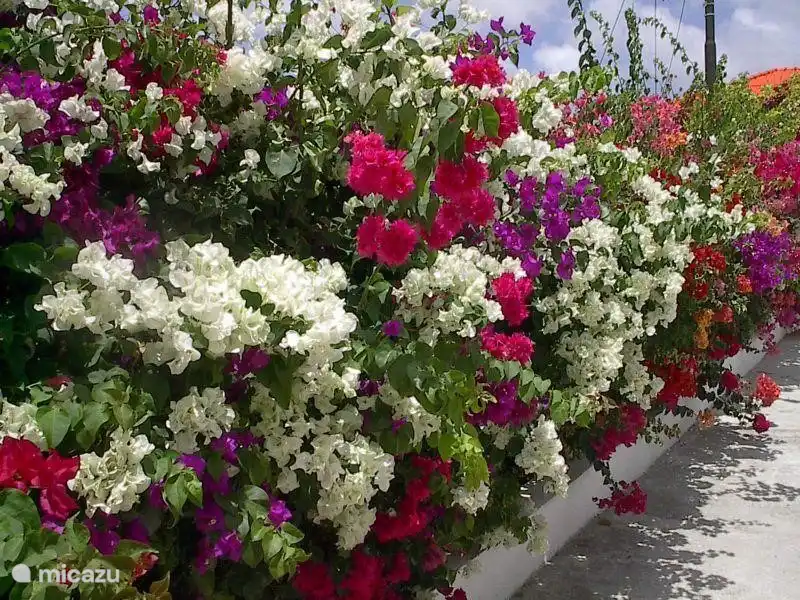 The garden is fully enclosed by a wall. We have planted tropical plants such as the bougainvillea on the picture, bananas and cocos.
