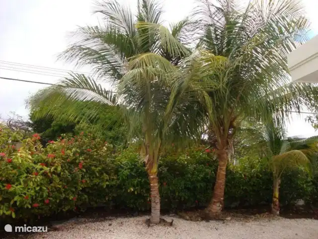 Bungalow Ederlin Curaçao | Curaçao, Curaçao-Centre, Willemstad - bungalow Cocotiers.