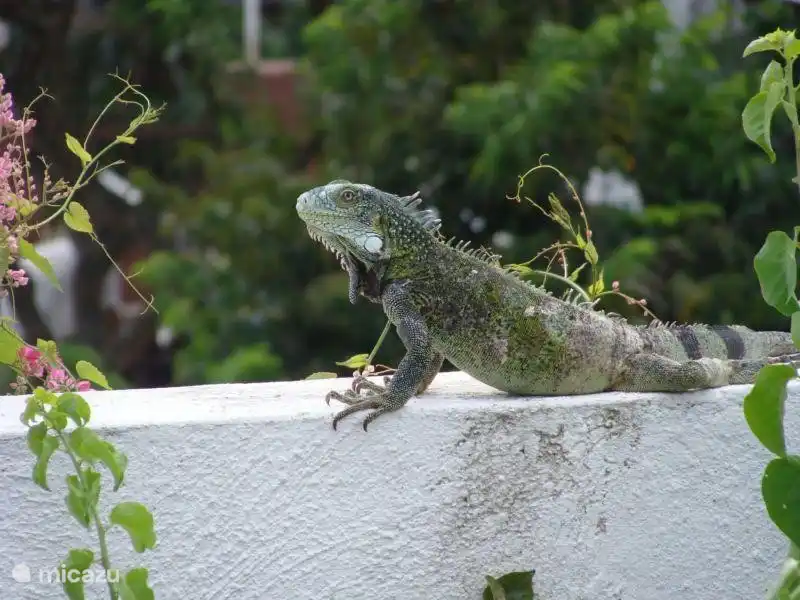 And very likely you'll occasionally see our house iguana  on the wall. Iguanas are harmless and eat only plants and fruits.
Also buy some bird food in the supermarket and you will see various tropical birds while on the terrace.