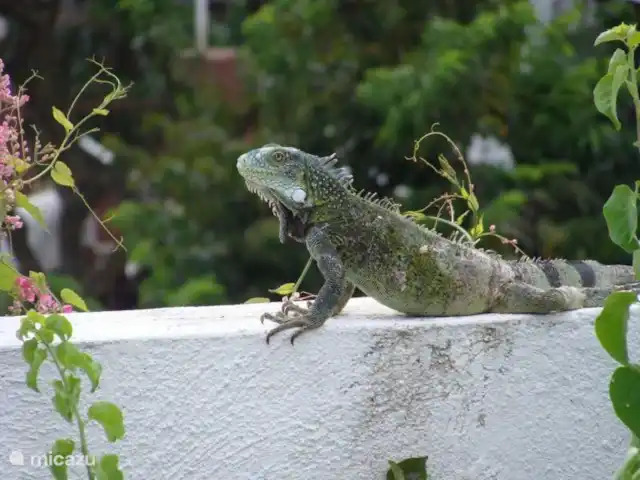 Bungalow Ederlin Curaçao | Curaçao, Curaçao-Centre, Willemstad - bungalow Et très probablement, vous verrez notre iguane domestique assis sur le mur de temps en temps. Les iguanes sont inoffensifs et ne mangent que des plantes et des fruits.
Achetez également de la nourriture pour oiseaux au supermarché et vous verrez divers oiseaux tropicaux sur la terrasse.