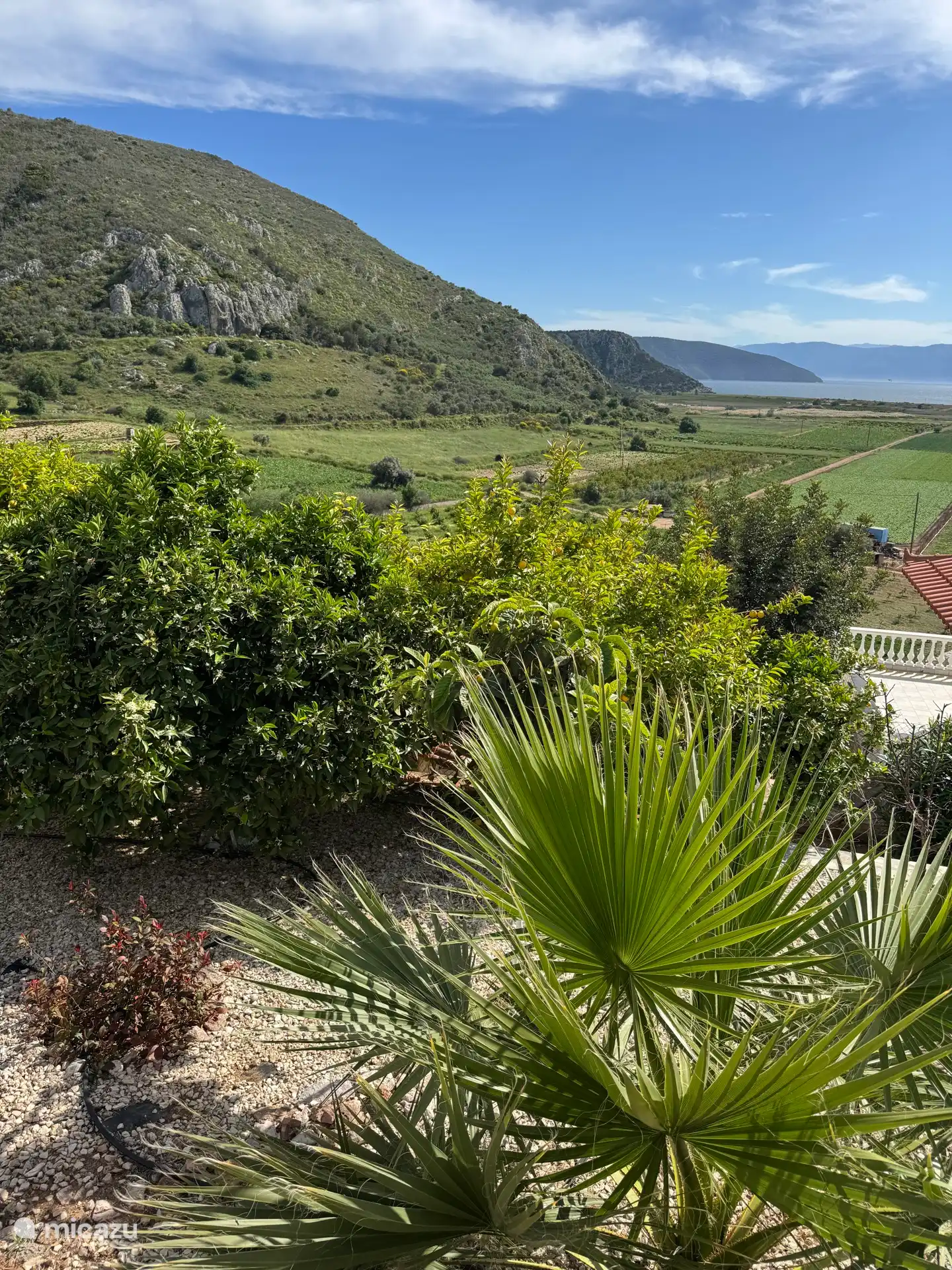 Garten hinter dem Swimmingpool mit Palmen und Zitronenbäumen