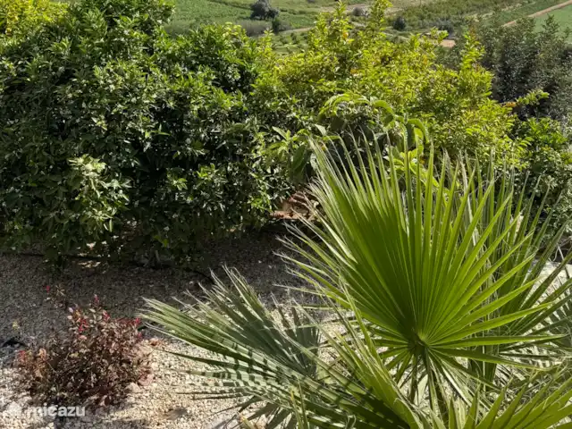 Maison de vacances avec piscine et vue mer | Grèce, Péloponnèse, Iria (Nafplion) - maison de vacances Jardin derrière la piscine avec palmiers et citronniers