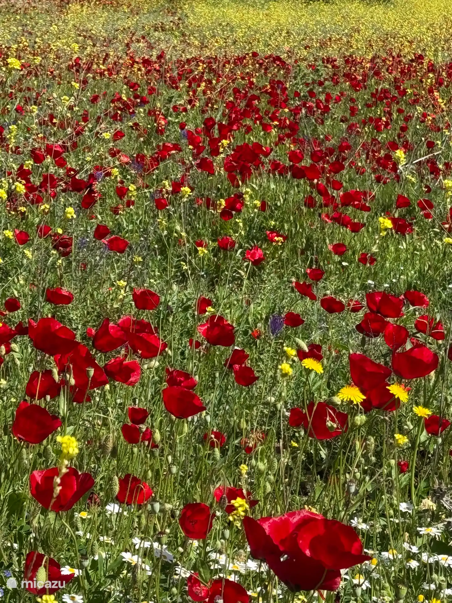 Feld mit Mohn im Frühling