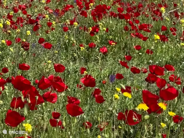 Maison de vacances avec piscine et vue mer | Grèce, Péloponnèse, Iria (Nafplion) - maison de vacances Champ de coquelicots au printemps