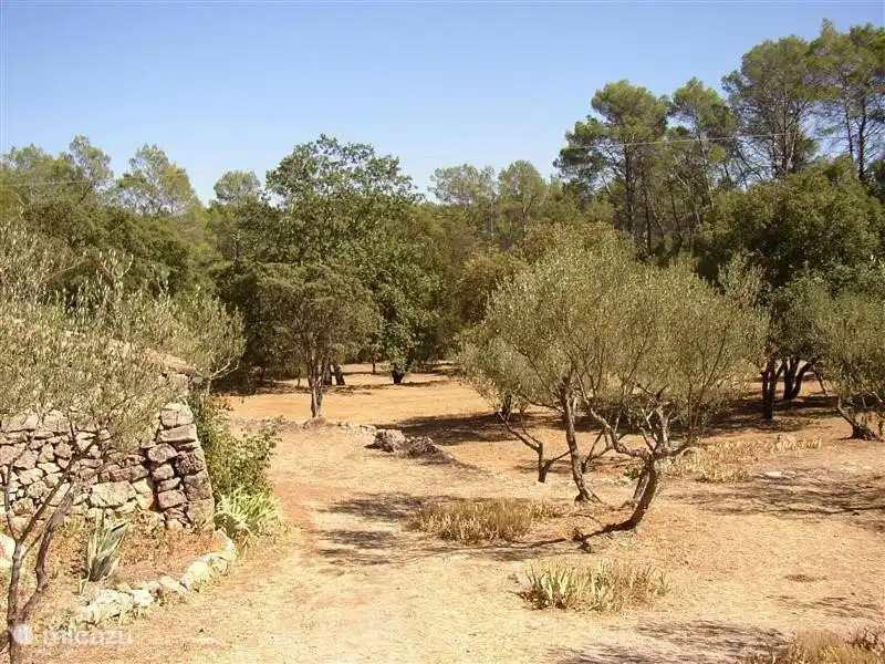 Ihr Blick von der Terrasse auf den Pool Hochsommer. Wird alles außer den Bäumen gelb / braun.