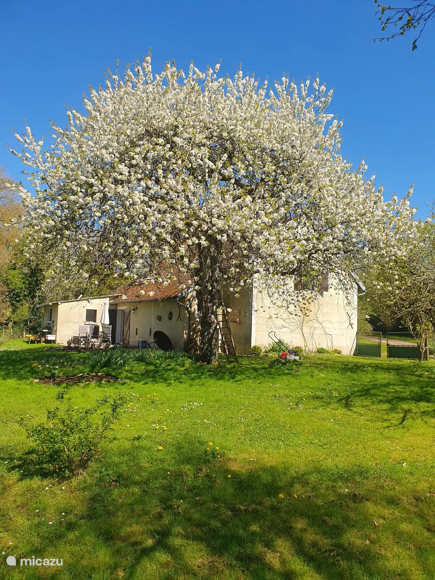Avril, la cerise en grande tenue d’apparat