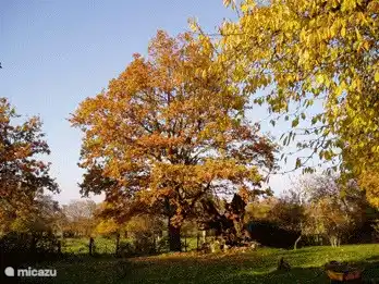 Notre beau chêne en automne !