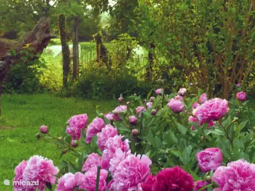 Les pivoines et nos voisines dans le pré, les charolaises.