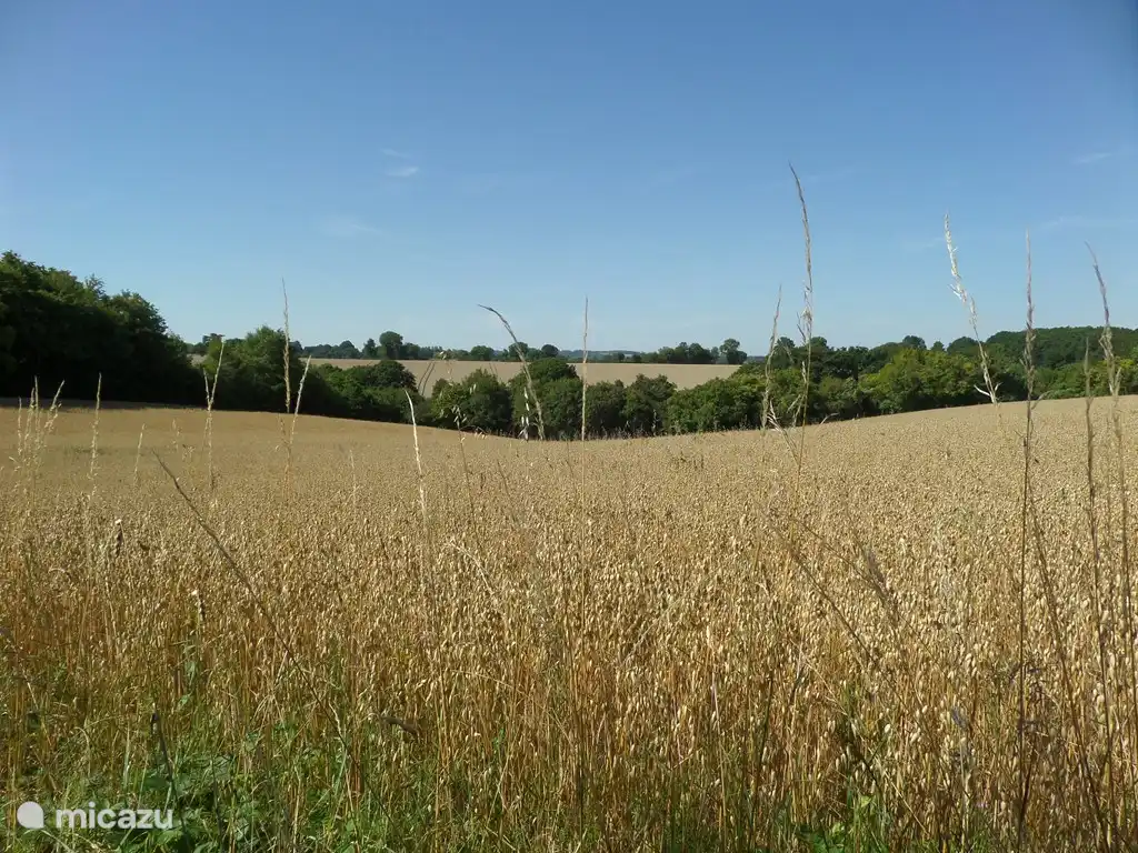 Typiquement bourguignon. Champs de maïs fauchés