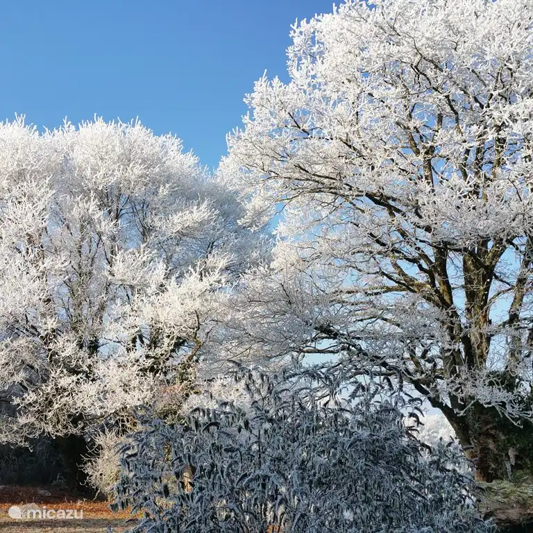 Belle scène hivernale