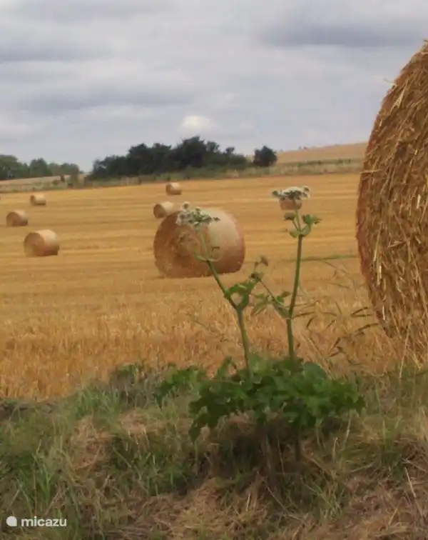 On voit beaucoup ces bottes de paille dorées dans les prairies environnantes en été.