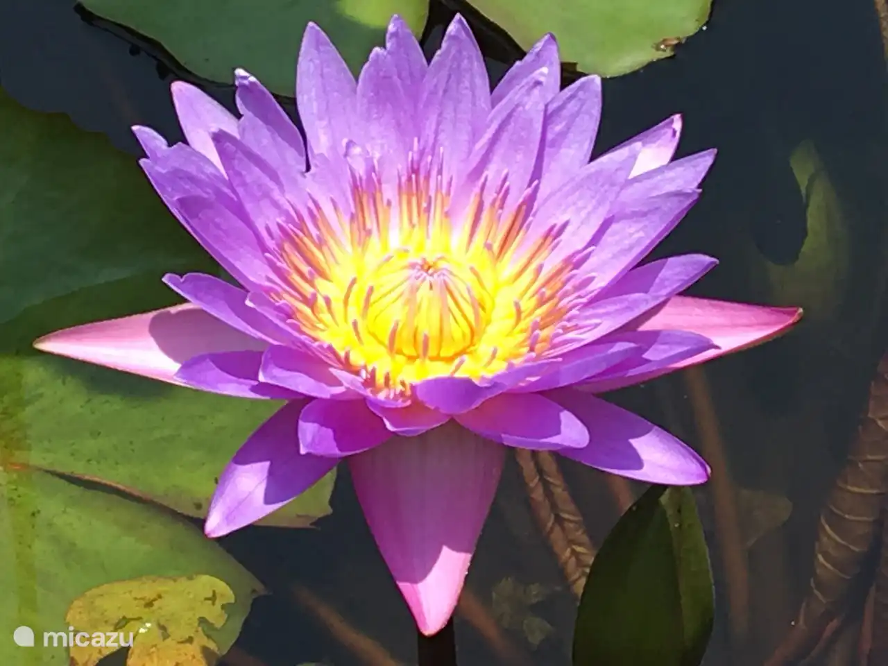 Lotus