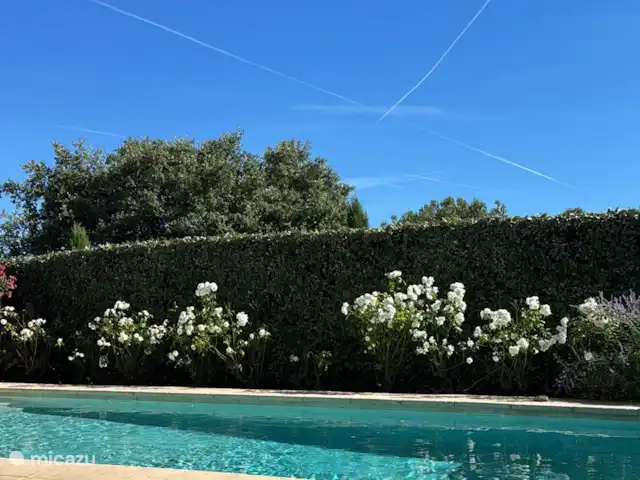 Location de Vacances France, Vaucluse, Saumane-de-Vaucluse, villa - Les Demeures du Luc 405 Rafraîchissement et détente au bord de la piscine.