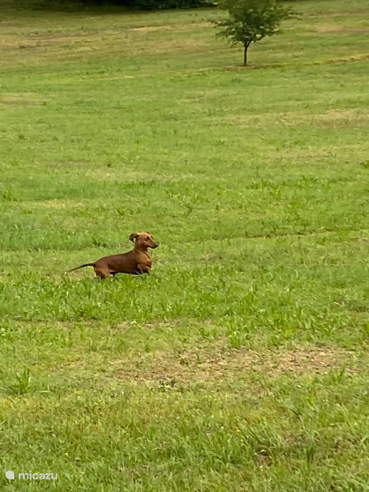 Happy dog enjoying the field