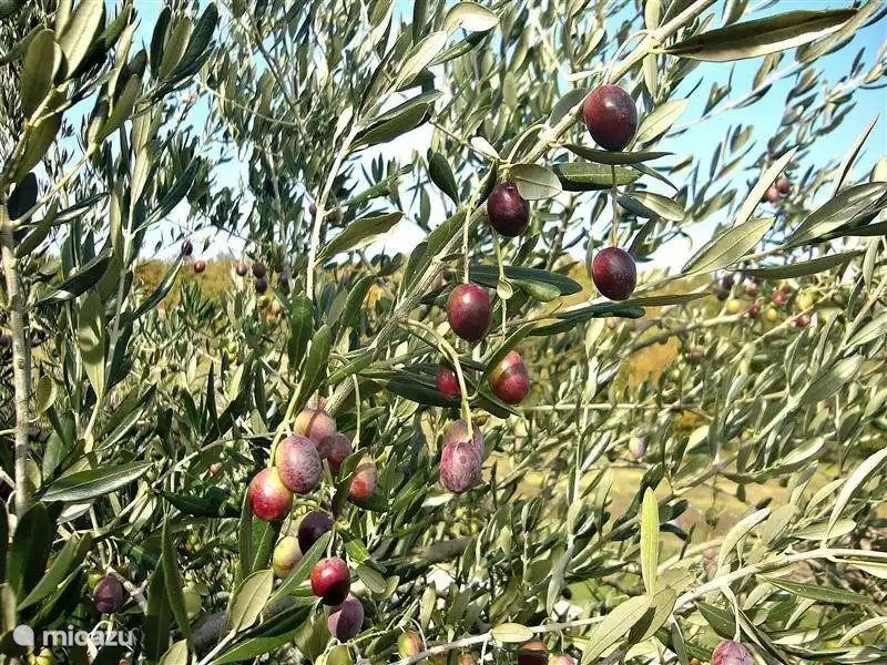 olive trees, every year we produce our extravergine organic oil.
