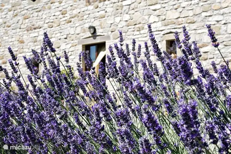 lavendel bloemen