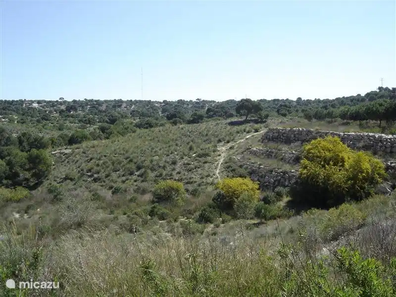 Die waldreiche Gegend zwischen Rojales und Guardamar, beginnt dieses Feld gegenüber der Villa.