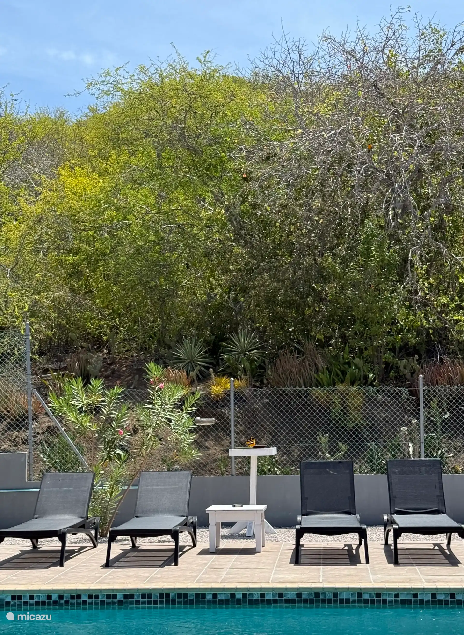 Patio trasero natural con muchas aves