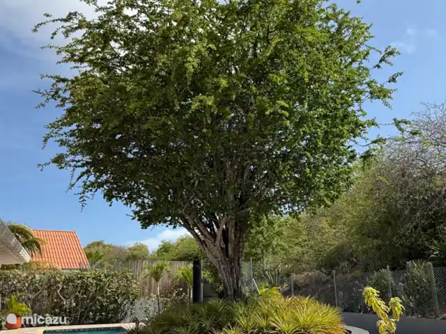 'Villa Banda Bou' con Vista al Mar en Curazao, Bandabou (oeste), Fontein - villa Mucha naturaleza con muchos pájaros