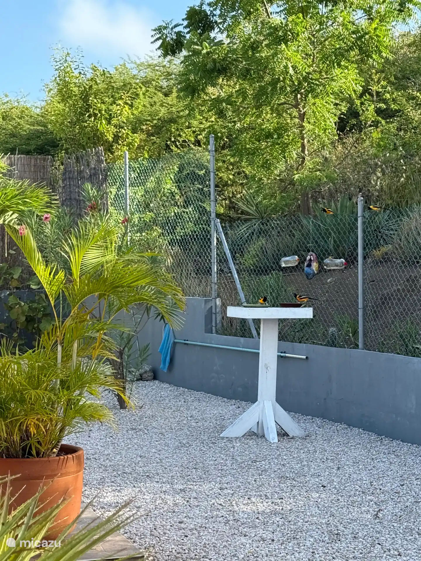 Patio trasero natural con muchas aves