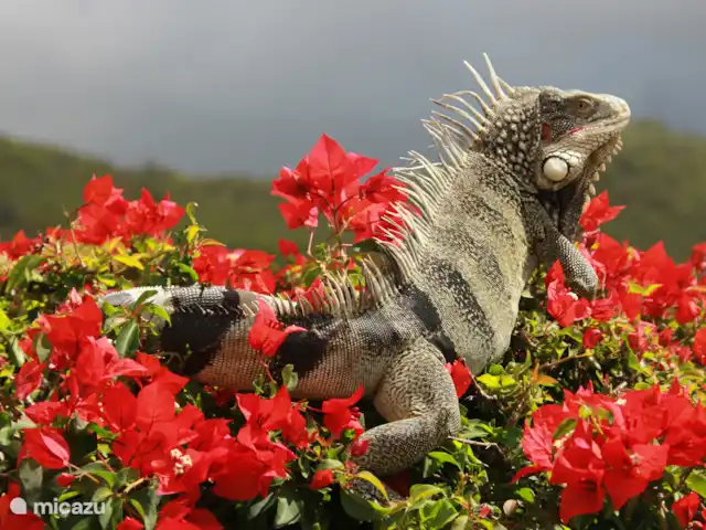 Antileandream | Curaçao, Banda Abou (ouest), Daniel - bungalow jardin