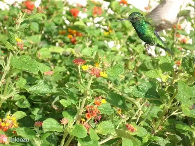 Antileandream | Curaçao, Banda Abou (ouest), Daniel - bungalow Colibri dans le jardin.