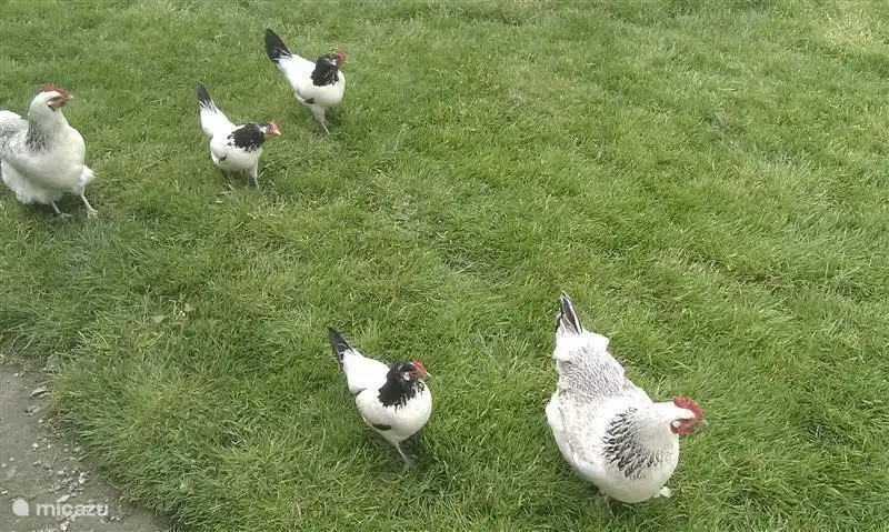 The chicken next door.