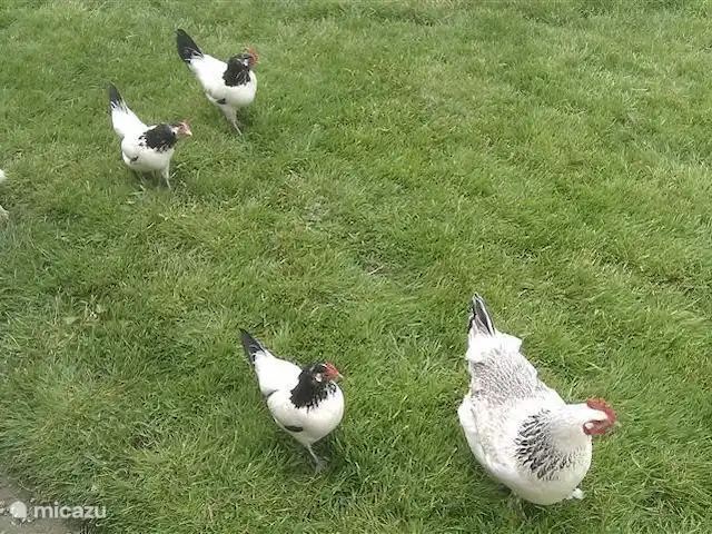 Casa Sibbe en Países Bajos, Limburgo, Valkenburg - casa vacacional Pollos acogedores al lado de la casa.