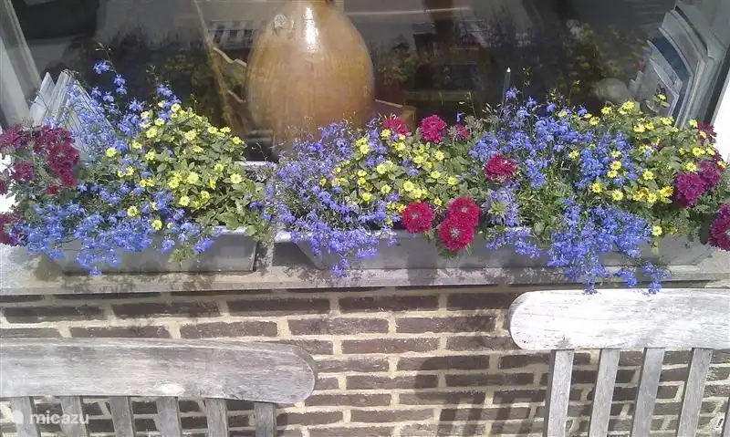 Beautiful filled window boxes on the windowsill outside