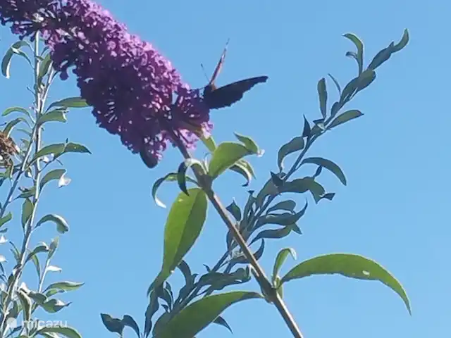 Casa Sibbe en Países Bajos, Limburgo, Valkenburg - casa vacacional arbusto de mariposas