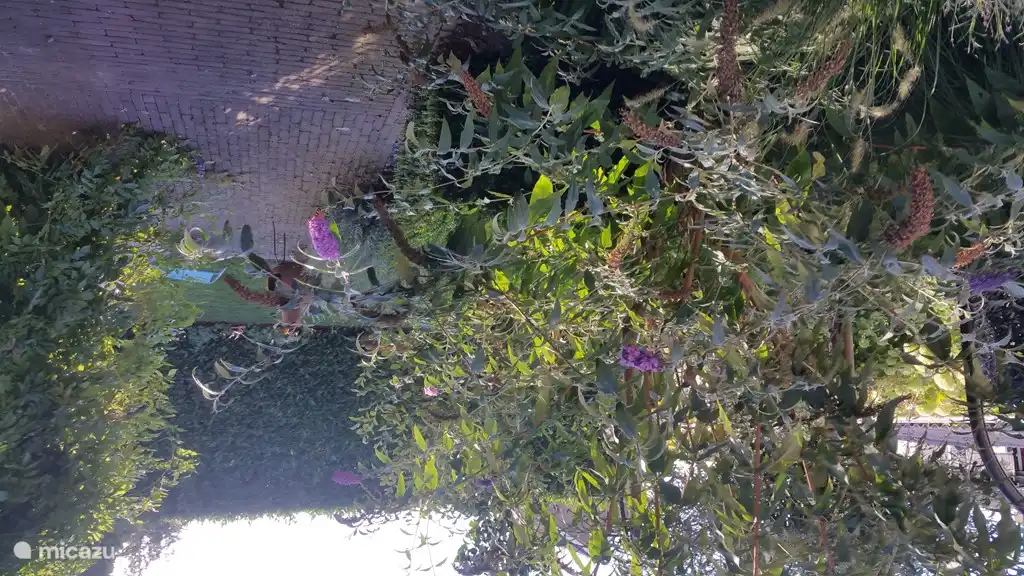 garden with beautiful butterfly bush, fig tree, apple tree and many other plants and flowers