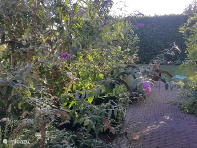 Casa Sibbe en Países Bajos, Limburgo, Valkenburg - casa vacacional jardín con hermosos arbustos de mariposas, higueras, manzanos y muchas otras plantas y flores