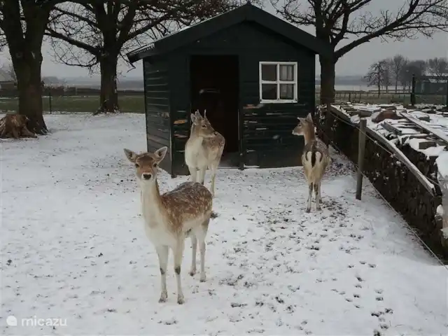 Casa Sibbe en Países Bajos, Limburgo, Valkenburg - casa vacacional Los vecinos... en la nieve...