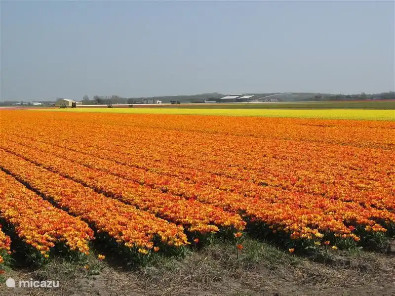 Schöne Blume Felder im April und das sind nur ein paar ....