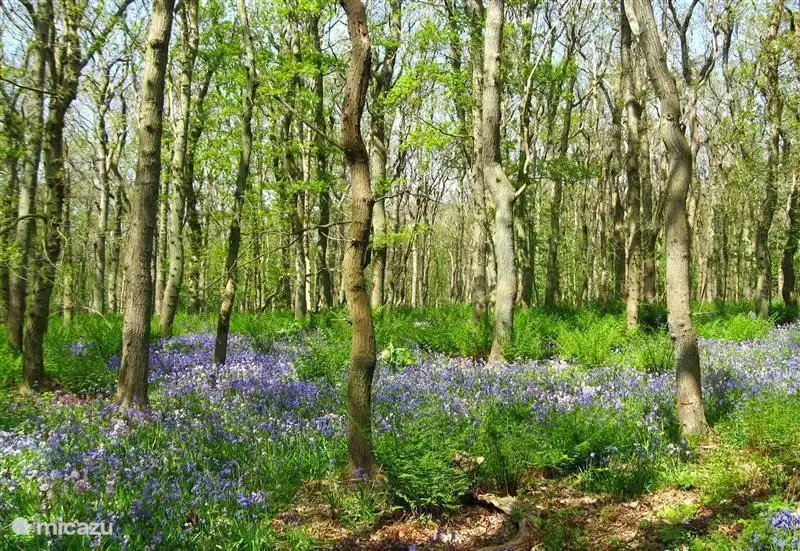 Natur Tierwelt reich an wilden Hyazinthen. Weniger als 5 Minuten zu Fuß von der Hütte.