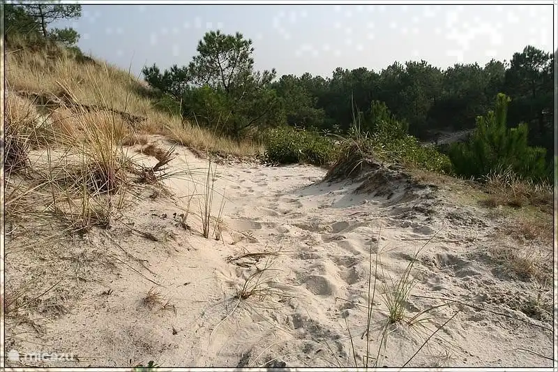 Die Dünen zwischen St. Maartenszee und Petten.