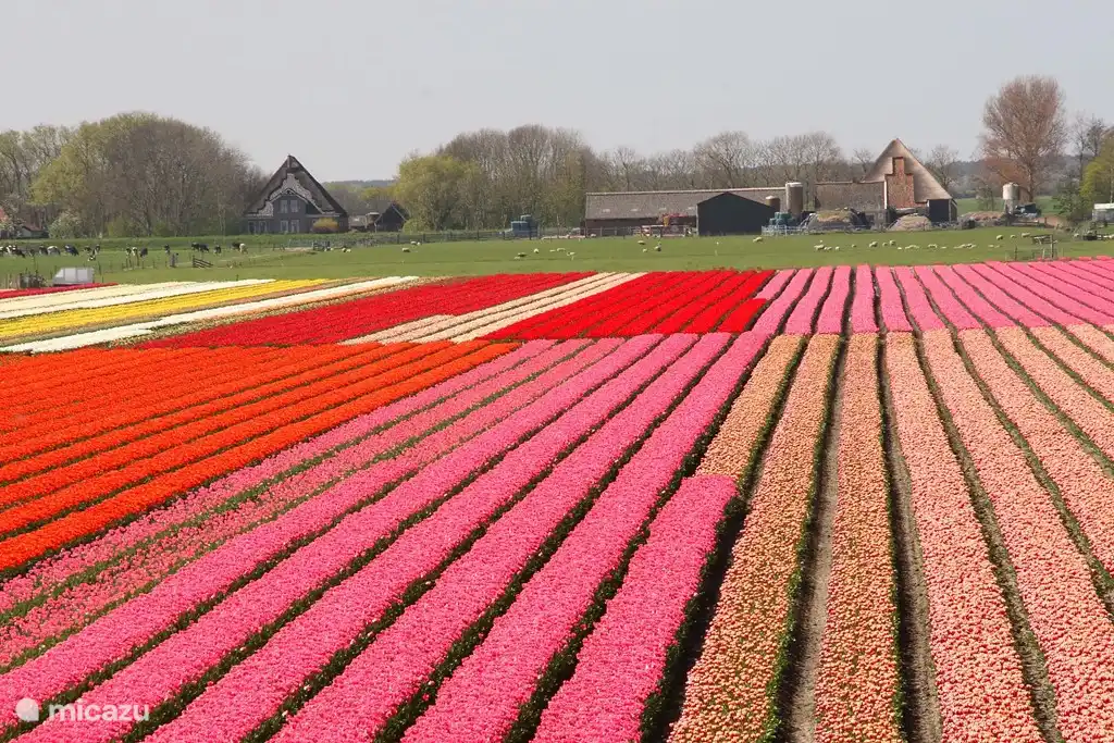 Vielen Dank für all diese Farben
