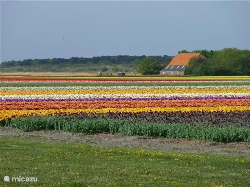 Es ist nur ein Bild ..