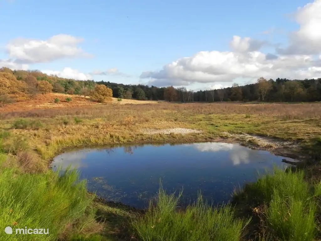 Die De Meinweg Natur erstreckt sich weit in Deutschland, und ähnelt in Größe und Aussehen ähnlich der Veluwe.