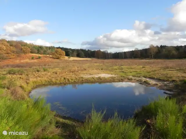 La maison des PTT | Pays-Bas, Limbourg, Roerdalen - maison de vacances Le parc naturel De Meinweg s'étend loin en Allemagne et est comparable en taille et en apparence à la Veluwe.