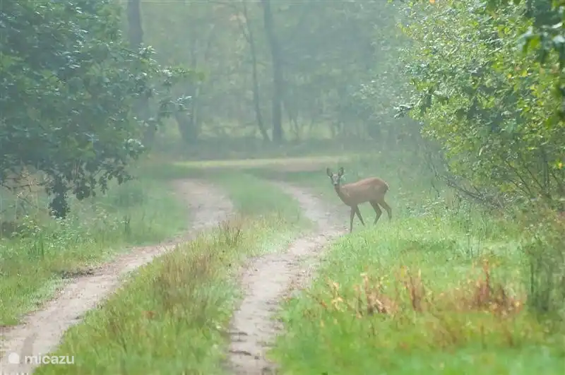 In den Nationalpark Meinweg viele Rehe leben Hirsche und Wildschweine.