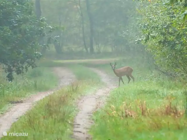 La maison des PTT | Pays-Bas, Limbourg, Roerdalen - maison de vacances De nombreux cerfs, chevreuils et sangliers vivent dans le parc national du Meinweg.
