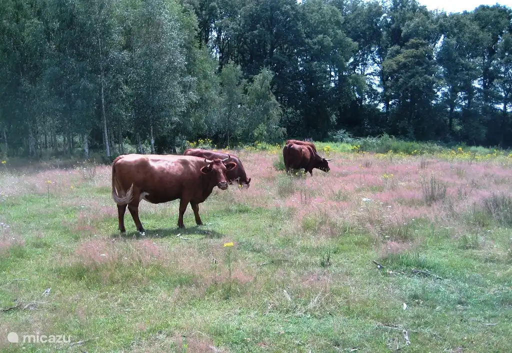 Feuerrotes Vieh und Highlanders im Meinweg.