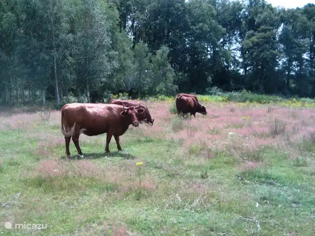 La maison des PTT | Pays-Bas, Limbourg, Roerdalen - maison de vacances Bovins rouges de feu et Highlanders
dans la rue principale.