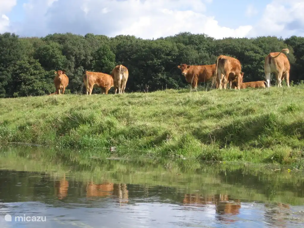 Entlang der Roer Bank während einer Kanutour