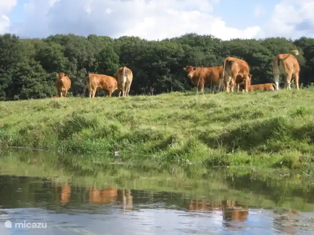La maison des PTT | Pays-Bas, Limbourg, Roerdalen - maison de vacances Longer les rives de la Roer lors d'une balade en canoë
